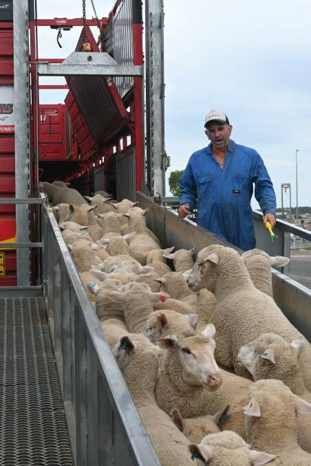 Ross Howard, Thompson Transport, Cowra (also on our cover), loads sheep this week at Forbes. Picture by Denis Howard.