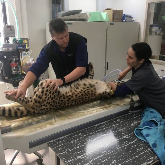Cheetah Zahara in recovery after specialist surgery.