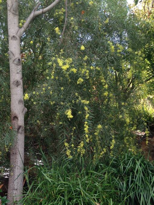 Golden Foliage: Flinder’s Range Wattle (Acacia iteaphylla). A grey-green leafy plant on a part-shade rocky ledge at Elizabeth Park. This was some years ago. It was cute and has been growing steadily ever since. 