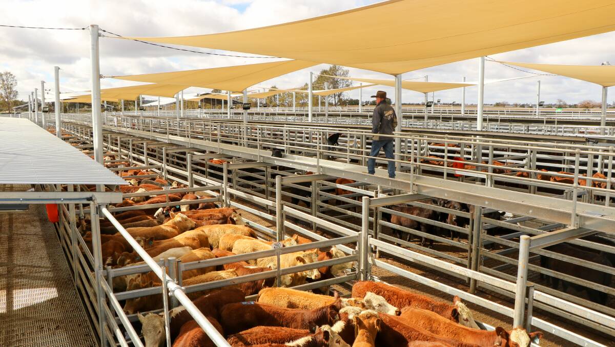 Improvements: The $6.6 million upgrades to the Dubbo Regional Livestock Market received the finishing touches last week when the shade sails were installed.