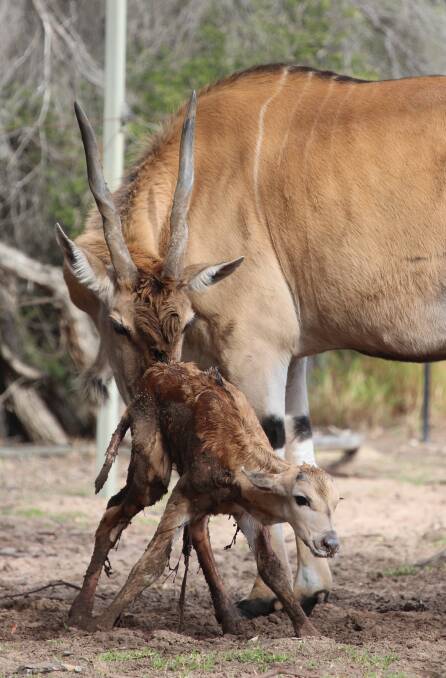 Brave New Start: New life comes with its own set of challenges, as discovered by this beautiful male Eland calf.