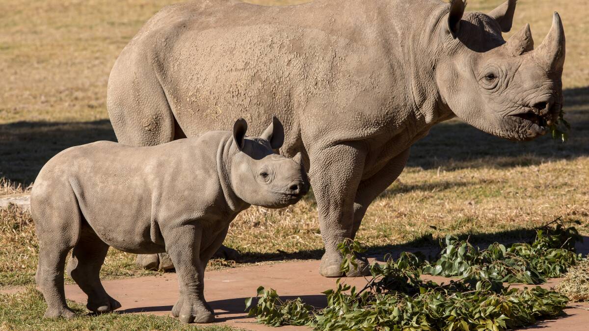 Guess What:  The Zoo also has some very exciting Rhino news to share - so join us for World Rhino Day this Friday. Pictured are Mesi and her mother Kufara (Black Rhinos). Photos: Rick Stevens.