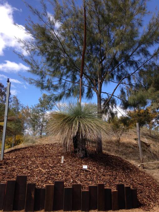 Grass Tree: (Xanthorrhoea glauca), Maybal in Wiradjuri. Not only do these trees manufacture sugar but they also benefit from a cup every month for two years.
