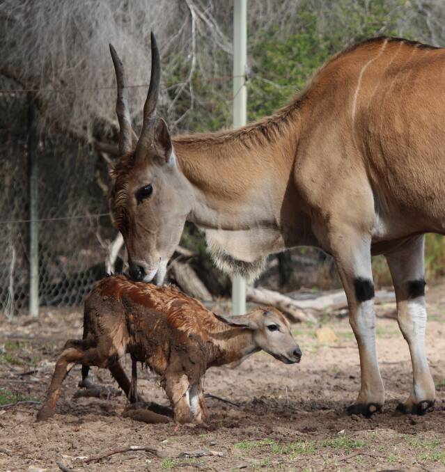 Family Support: Helped by a few nudges from his mother, this newborn calf was able to balance on all four legs.