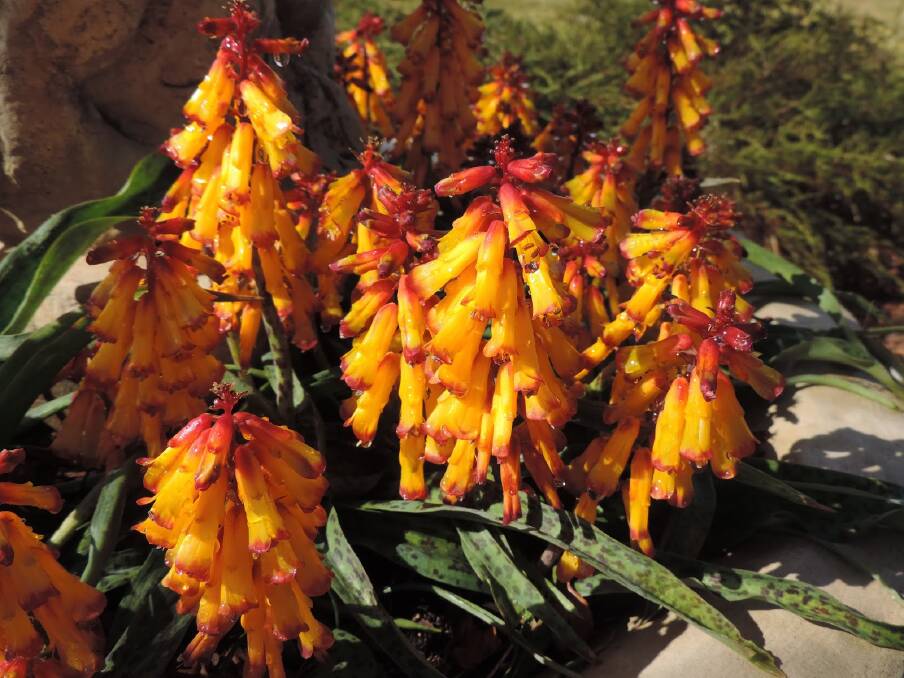 Beautiful Blooms: Lachenalia ‘Soldier Boys.’ The common name ‘Soldier Boy’ most catching as it adequately describes these 20cm high bunches of waxy tubular flowers as if on parade. 