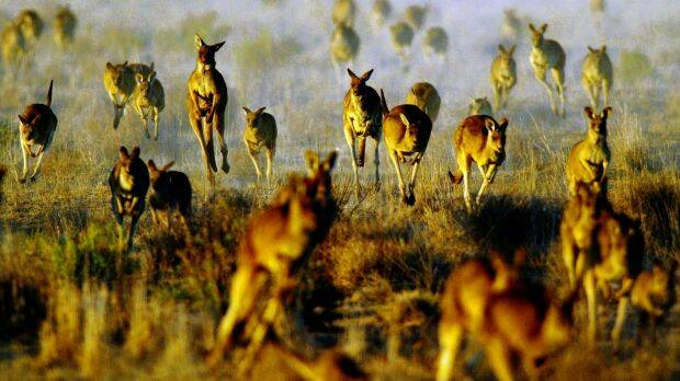 Kangaroos are a big draw for tourists, but in Australia their management is controversial. Photo: Dallas Kilponen
