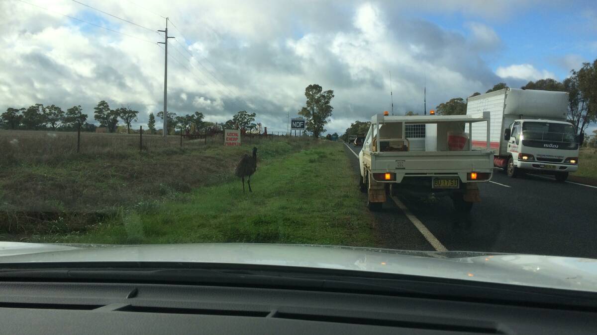 The Emu that stopped Narromine. 