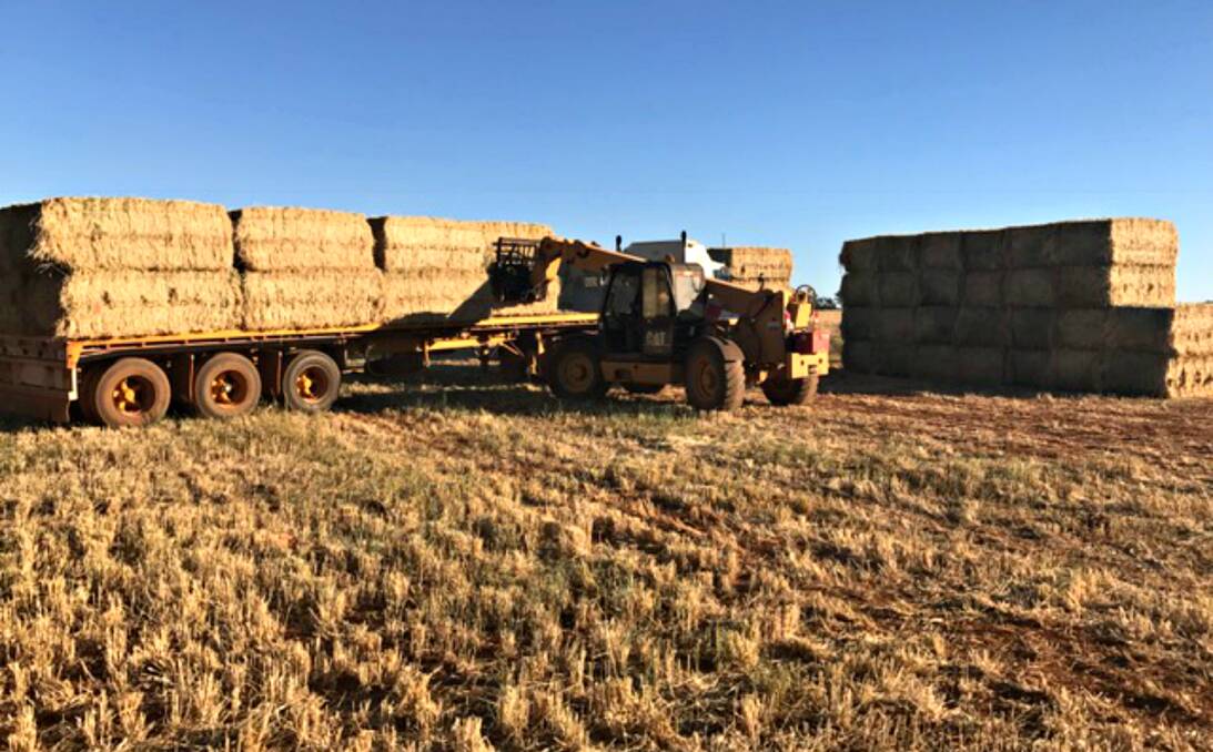 BARLEY BAILS: Bailing hay has been a popular option for barley growers this season as some bails fetch more profit than the grain itself. Photo: CONTRIBUTED.