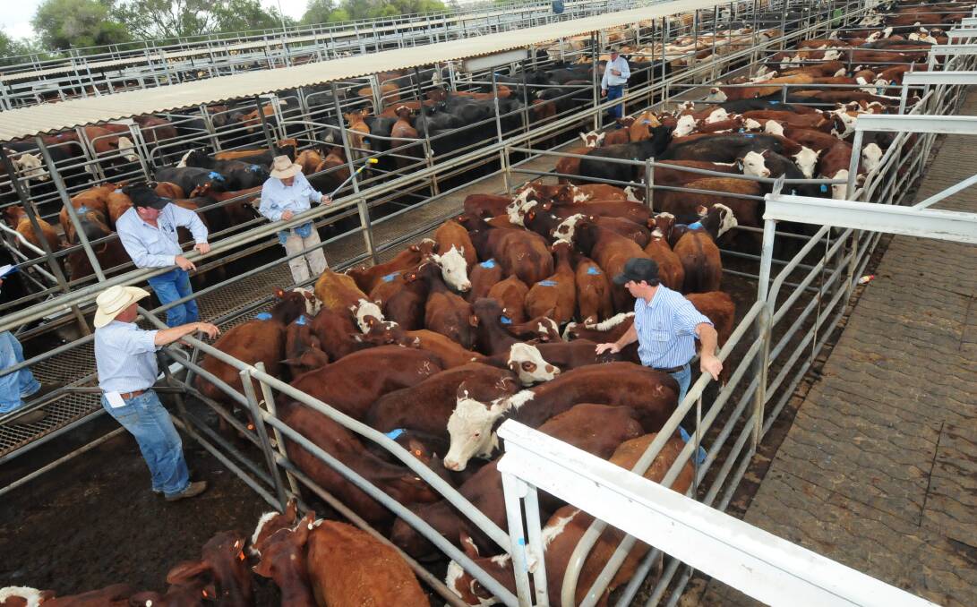 SOLID SALES: The run of big numbers at Dubbo continues with up to 6000 prime cattle yarded last week. Photo: File
