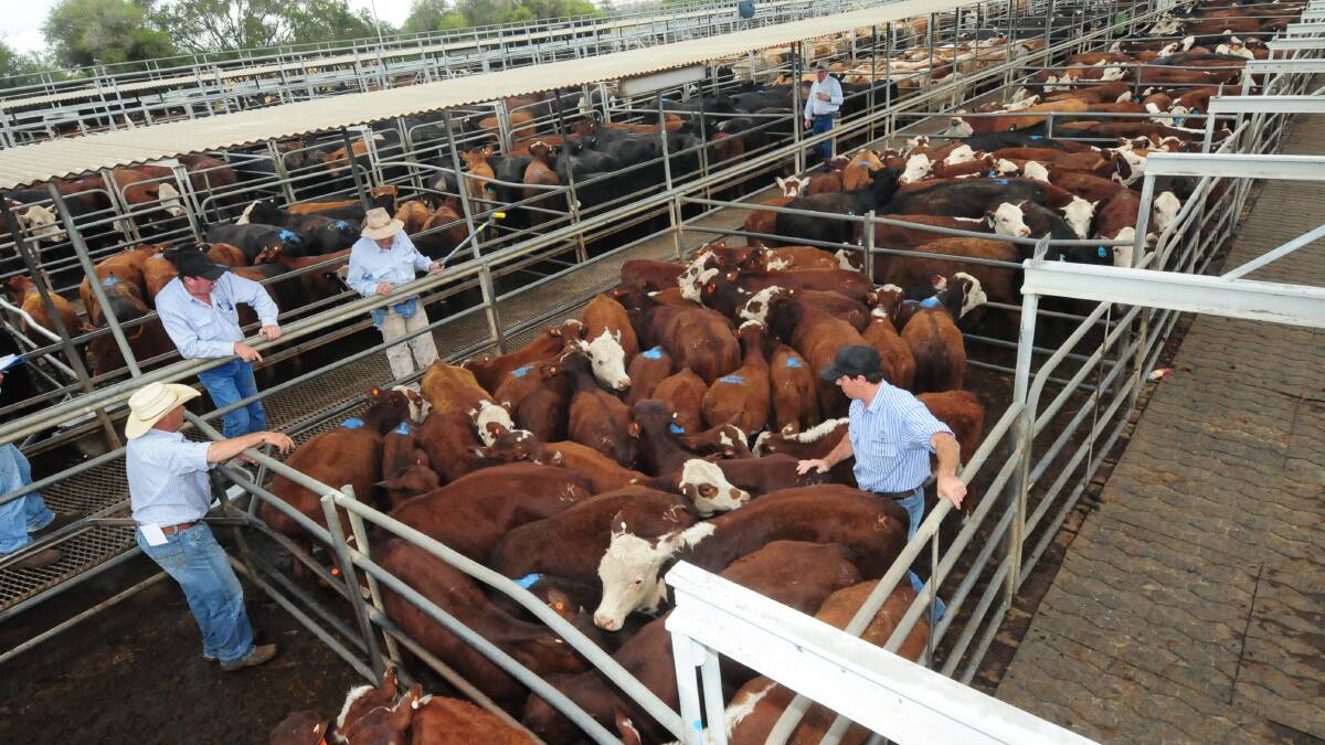 FIRM NUMBERS: Dubbo agents signified a draw of 5620 cattle for their prime sale on February 9. Photo: File.