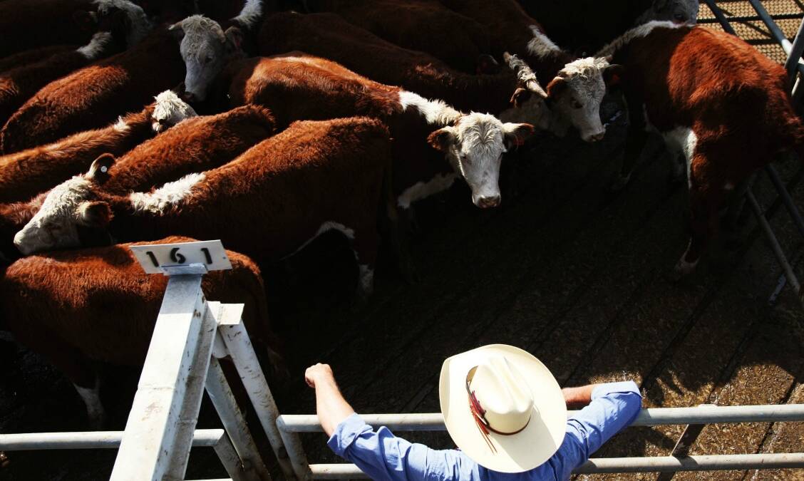 STRONG DRAW: Dubbo cattle numbers are still running at strong levels with 5700 head drawn on November 24.



