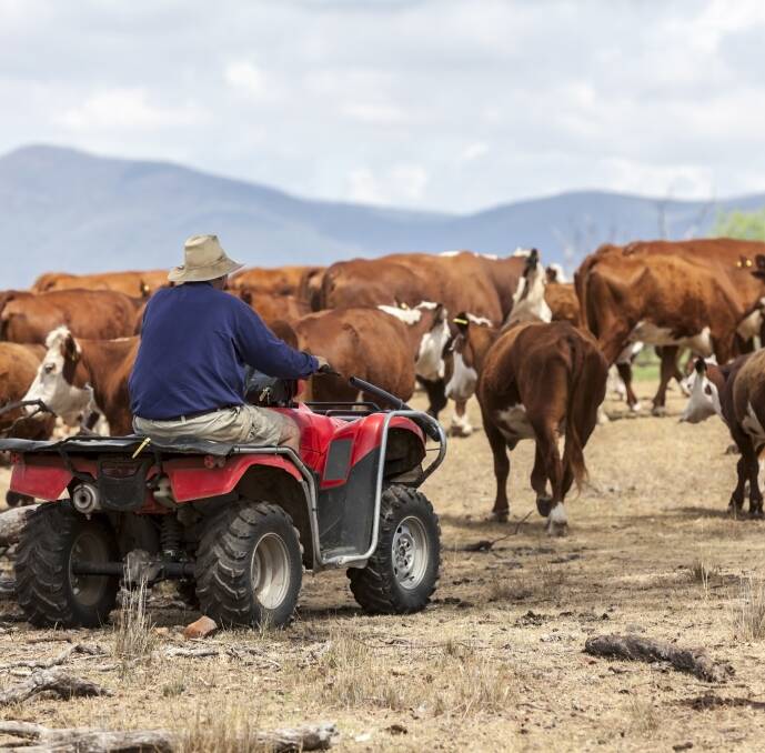 DRIVE AHEAD: Beef producers want the federal government to pursue the TPP deal to help ensure the industry remains globally competitive. Photo: File