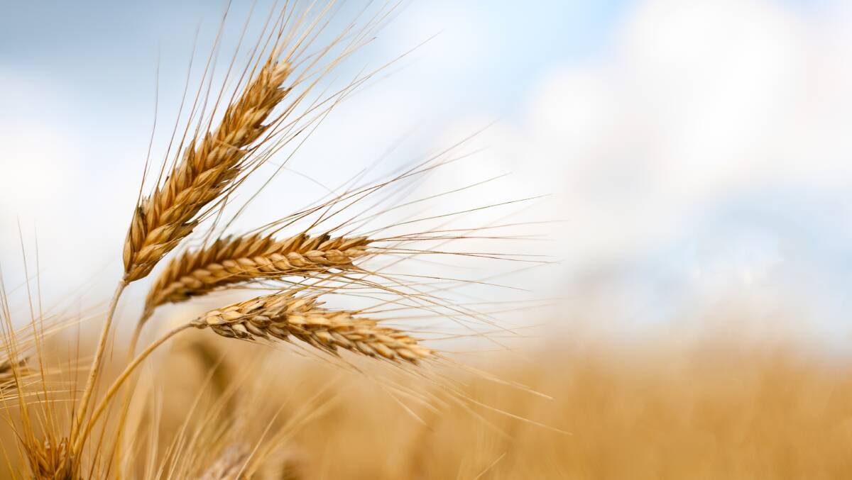WHEAT DECLINE: Most growing nations expect to downsize their crop estimates laid down some four to six weeks previously.