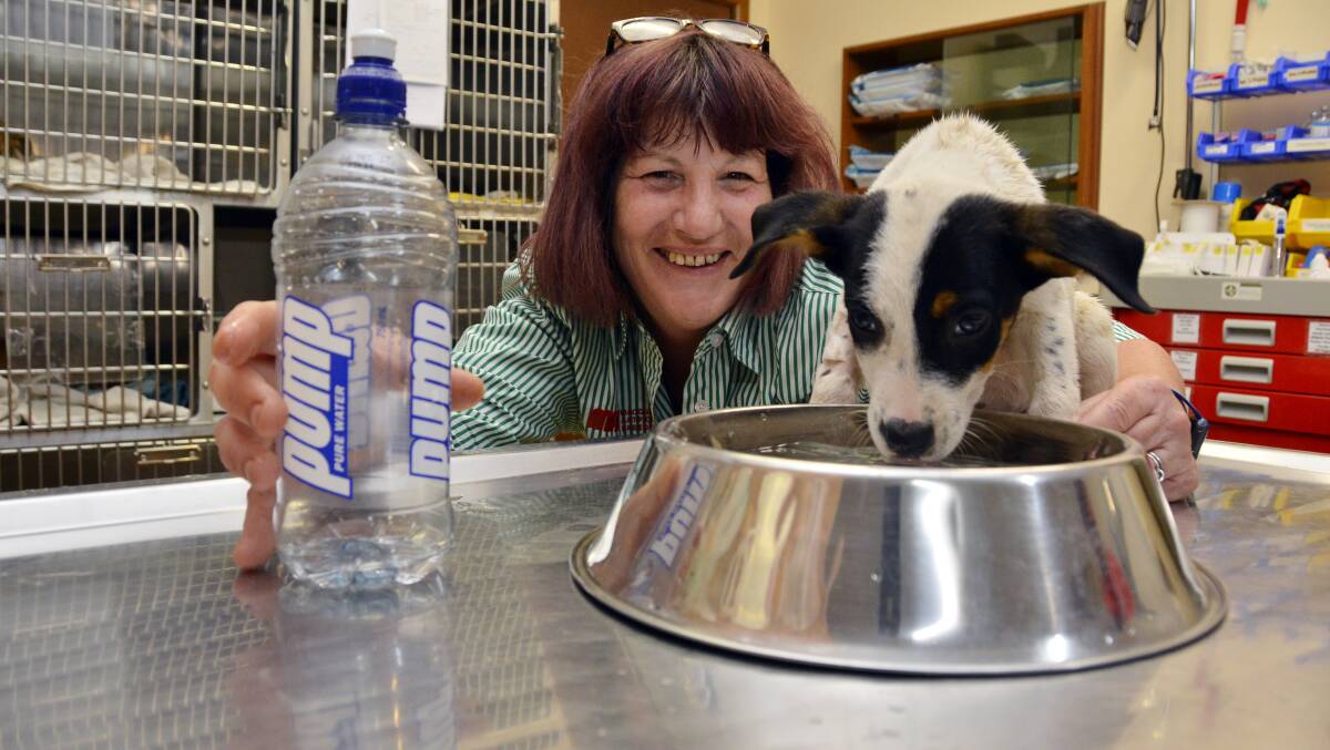 Keeping cool: Dubbo Veterinary Hospital’s practice manager, Julie Shearer, has previously said puppies are vulnerable in this heat. 