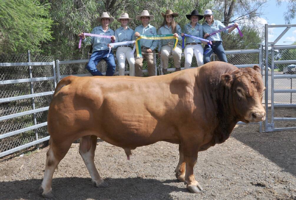 BIG BEEF: Dubbo College students Nash Rodda, Victoria Prince, Laine Hall, Maree Probie, Piper Dunlop and Kate Tucker, with Dubbo College Yarrandale Limouisin Stud bull 'Henry'.  Photo: SUPPLIED.
