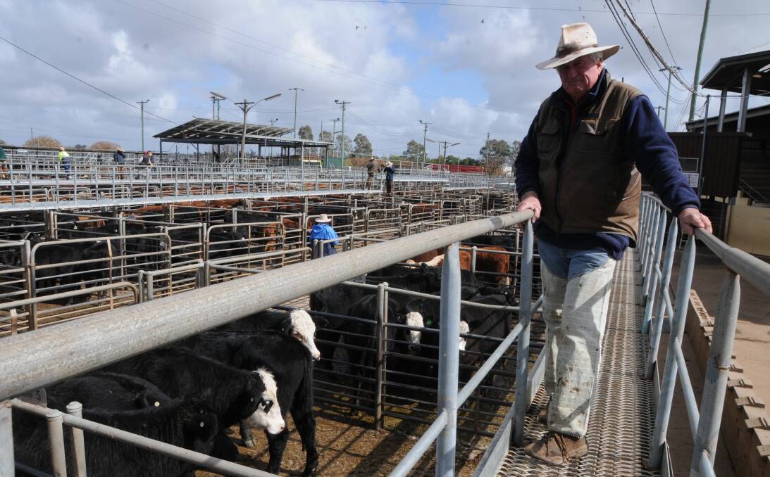 Stock news: Local stock and station agent Bill Tatt discusses the latest industry news from across the region, in particular the big yarding at Dubbo. Photo: File.