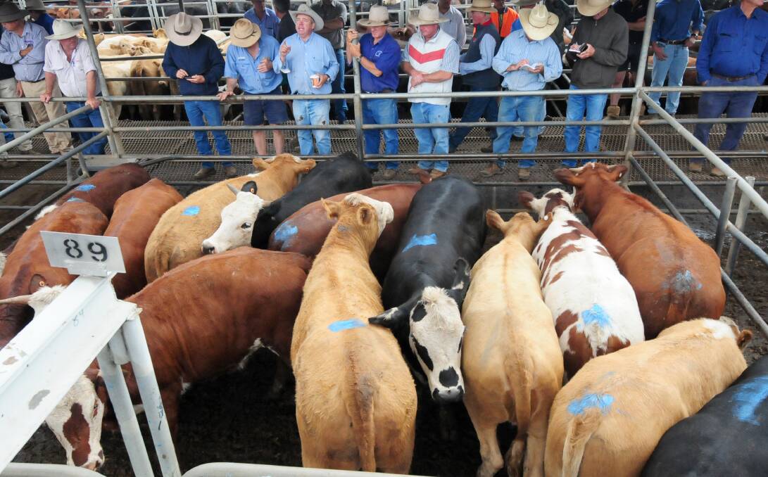 QUALITY DRAW: Dubbo drew 3100 head of prime cattle last Thursday. Quality was high with prices to match.