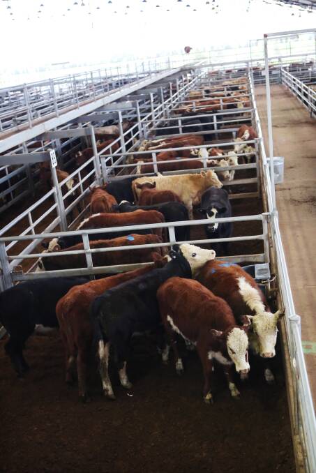 Stock and property: Local stock and station agent Bill Tatt discusses the latest livestock industry news from around the region and the world. Photo: File