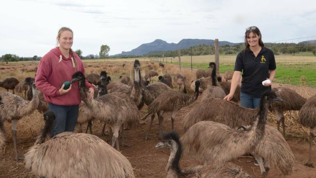 Penny Henley (right) with her daughter Nicole Harte, on their farm Emu Logic, Tooraweenah, which has an 800-strong mob of emus. Photo: TAYLOR JURD