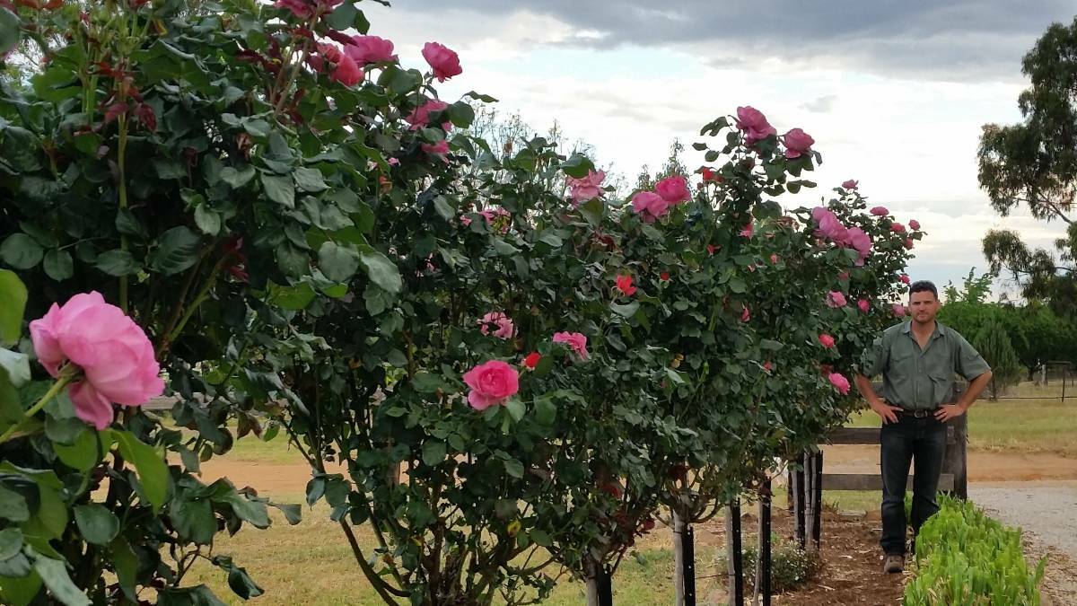 Molong-based commercial mouse farmer and reptile breeder, Steve Leisk, with his roses, which went crazy after he used mouse poo on them. Photo: CONTRIBUTED
