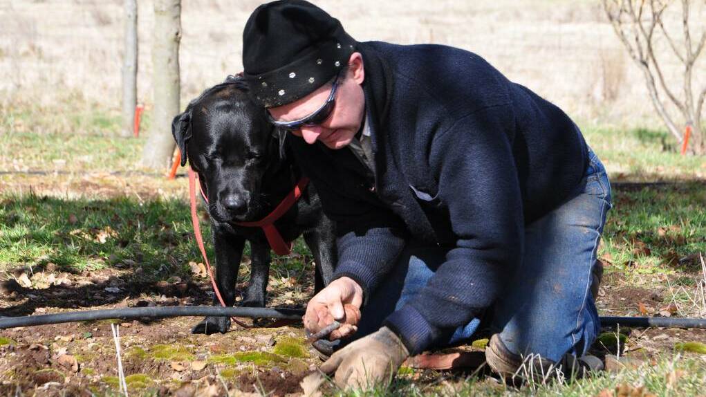 With the help of their two truffle dogs Morris and Floyd, Col and Sue Roberts hunt for Black Perigord truffles every winter. Photo: CONTRIBUTED