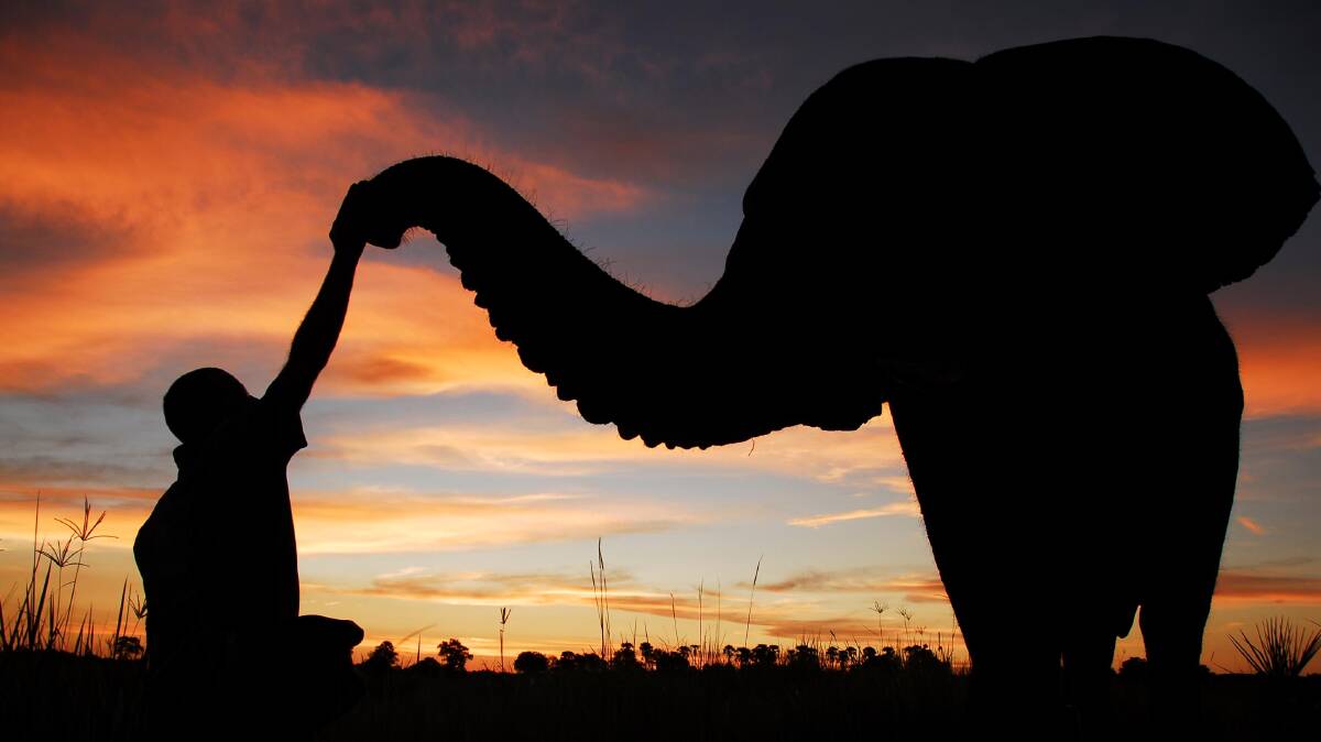 Wild elephants … something about these gentle giants that touches all of us.
