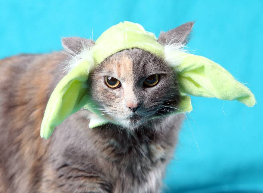 It's not just humans that can dress up for International Star Wars Day. Some fans also have costumes for their pets. We're sure you'll agree Harvey makes a cute Master Yoda. Picture: GLENN DANIELS