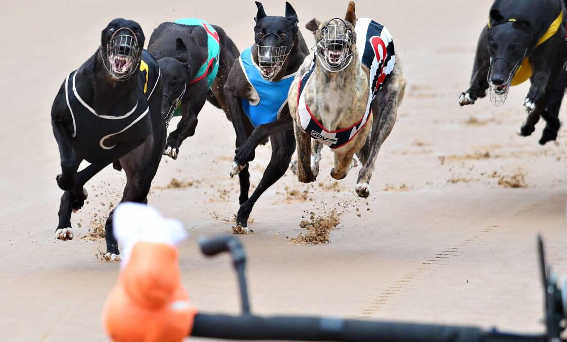 ON TOUR: Labor leader Luke Foley is holding up his end of the bargain by visiting greyhound tracks state wide. Photo: GETTY 