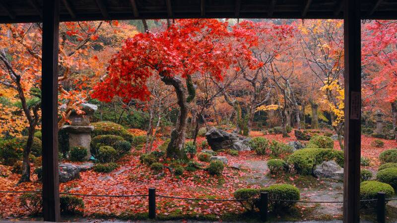 Autumn at Enkoji Temple in Kyoto, Japan. Photo: Japan National Tourist Office