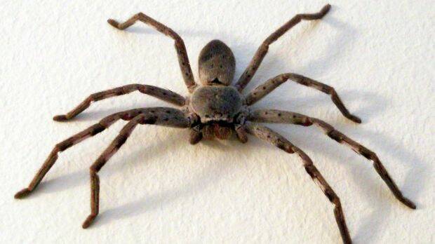 Huntsman spiders can have a leg span of up to 15 centimetres. Photo: Supplied
