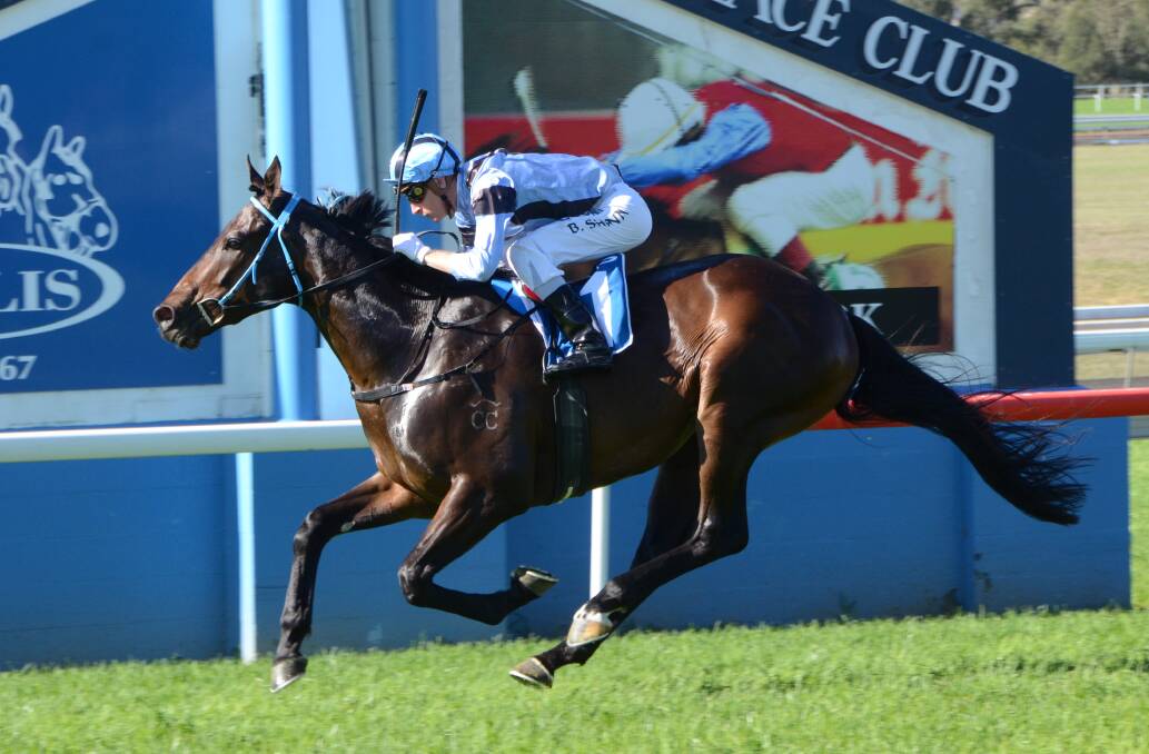BOUNCE BACK: Barbass, seen here winning the Inglis Challenge at Scone last year, will be out to record his second win when he races at Dubbo on Friday.