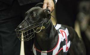 SCRATCHED: Brad Hill Billy has been withdrawn from its heat of the Golden Easter Egg. Photo: THEDOGS.COM.AU