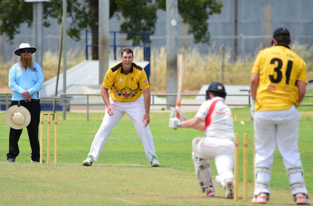 GOTCHA: Newtown's Steve Skinner celebrates one of his team's rare highlights when he bowled Jake Caudwell on Saturday. The Tigers were on the wrong end of a one-sided contest against RSL-Colts. Photo: BELINDA SOOLE