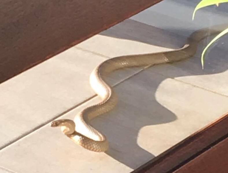 UNWELCOME GUEST: A brown snake outside the front door of a Dubbo family's home. Photo: CONTRIBUTED
