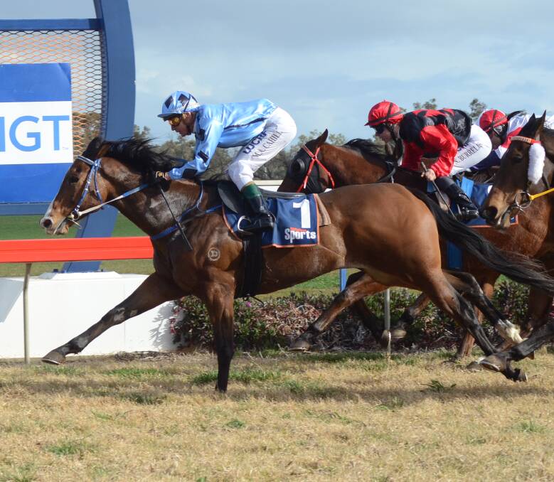 CHANCE: Molasses, seen here winning at Forbes earlier this year, will run in Sunday's Country Championship heat at Mudgee.