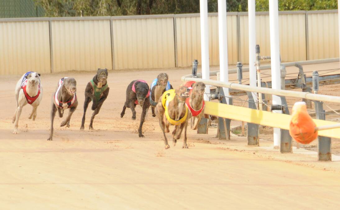 Rocket launched: Airly Rocket (yellow rug) leads the field for home in the bettowintips.com.au Stakes (400m) at Dawson Park on Thursday. Photo: Ben Walker