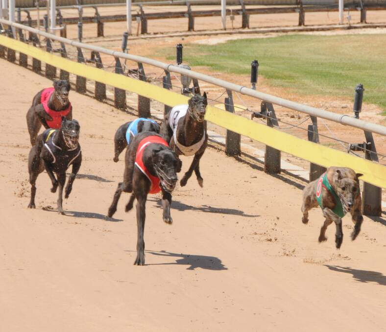 CHASING: Eleven races will be decided at Dawson Park on Thursday. Photo: BELINDA SOOLE