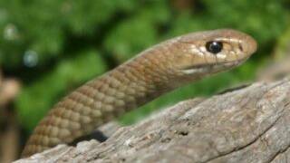 Snakes about as mercury increases
