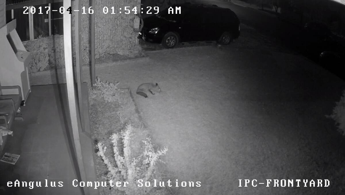 BUSTED: Camera footage reveals a fox enjoying an Easter egg hunt of his own along Elizabeth Street in the early hours of Sunday morning. Photo: CONTRIBUTED
