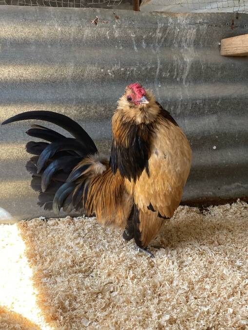 Bradley O'Leary breeds Belgian Bantams and will be bringing 15 of them along to this year's Sydney Royal Easter Show. Picture supplied