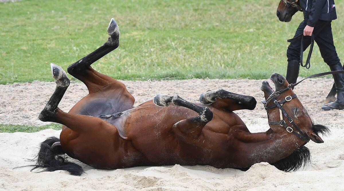 PERFECT PREPARATION: Rekindling has a roll in the lead-up to Tuesday's Melbourne Cup. Photo: AAP/JULIAN SMITH
