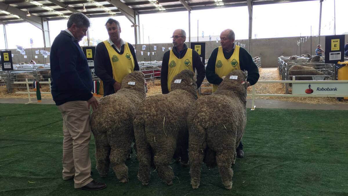 First judging of the first day - pen of three sale Merino Rams.