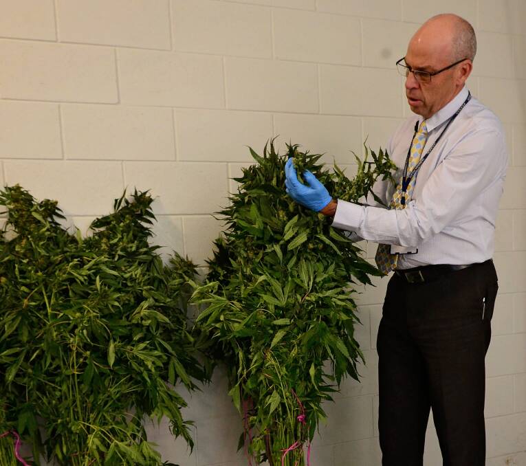 Detective Inspector Kim Steven with the cannabis plants seized.