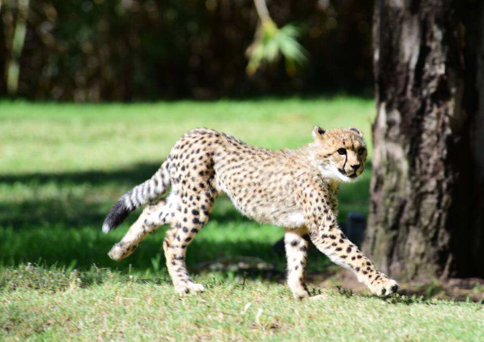 Big cat: The five-month-old cheetah cubs are thriving at Dubbo Zoo. Photo: Belinda Soole