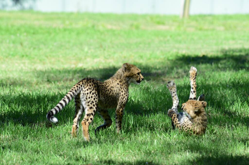 Playful: The cheetah cubs entertained the crowds during their first public appearance. Photo: Belinda Soole