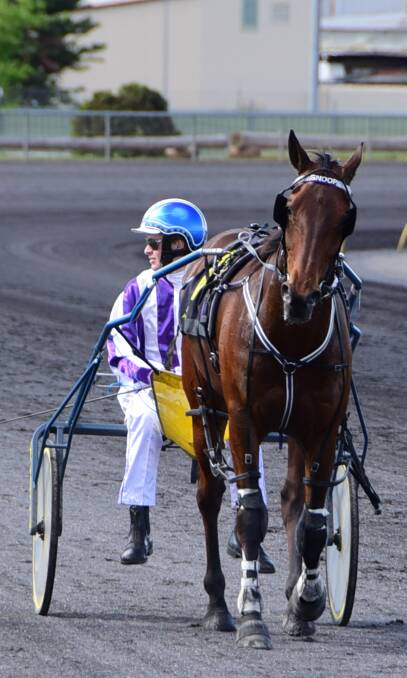 PAY DAY: Tom Pay guided Snoop Stride to victory at the Dubbo Paceway on Sunday. Photo: BELINDA SOOLE