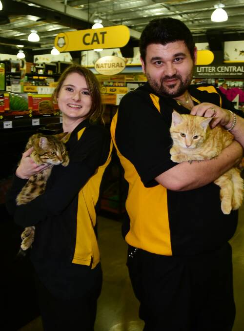 WORLD CAT DAY: Petbarn Dubbo's Lily Wilson with Riley Junior and manager Tom Adams with Chilli, just two of the many cats available for adoption at the store. Photo: Belinda Soole