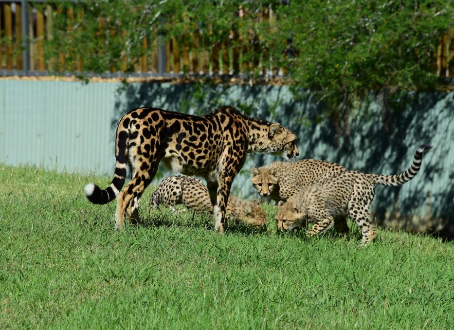 Debut: Mother Kyan watches over her three cheetah cubs, Obi, Nyasa and Zahara. Photo: Belinda Soole