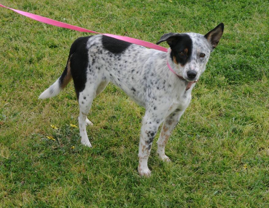 In need of a home: Shadow is an 18-month-old Cattle dog cross Collie. She is very sweet and friendly and would be well suited to a loving family. Photo: Taylor Jurd