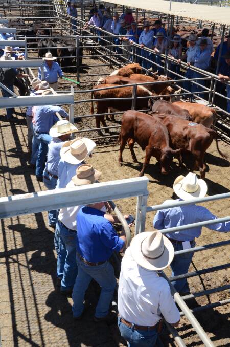 BIG NUMBERS: A week of decline in cattle prices and no rain saw producers forward the most solid draw of cattle the centre has seen in a long time.
Photo: Fairfax Media